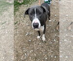 Small #2 American Staffordshire Terrier Mix