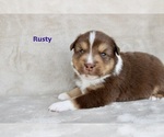 Puppy Rusty Miniature Australian Shepherd