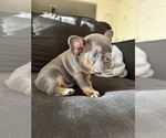 Puppy Shadow French Bulldog