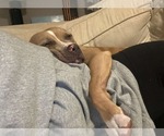 Small #10 American Pit Bull Terrier-Labrador Retriever Mix