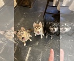 Small Pomsky
