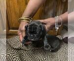 Small Photo #2 French Bulldog Puppy For Sale in WEST CHESTER, OH, USA