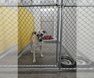 German Shepherd Dog-Unknown Mix Dogs for adoption in Temple, TX, USA