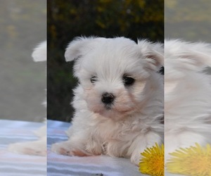 Maltese Puppy for sale in MARYSVILLE, WA, USA
