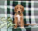 Small Photo #8 Goldendoodle-Mutt Mix Puppy For Sale in KIRKWOOD, PA, USA