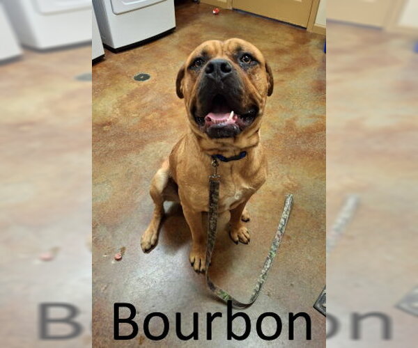 Medium Photo #2 Boxer-Mastiff Mix Puppy For Sale in Mountain View, AR, USA