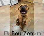 Small #1 Boxer-Mastiff Mix