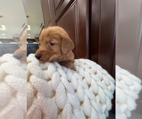 Medium Photo #13 Golden Retriever Puppy For Sale in AUMSVILLE, OR, USA