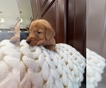 Small #12 Golden Retriever