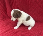Small Photo #20 Borador Puppy For Sale in MARION, VA, USA