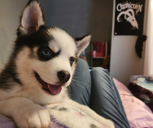 Pomsky Puppy for sale in PEABODY, MA, USA