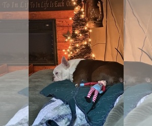 Father of the Boston Terrier puppies born on 12/26/2025