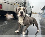 Small American Pit Bull Terrier