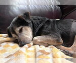 Small #5 Mutt