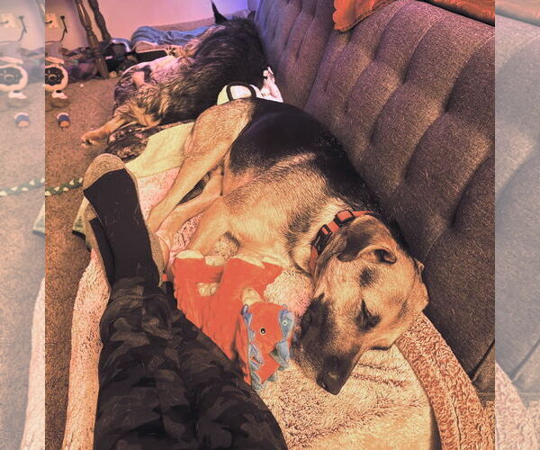 Medium Photo #10 Shepradors Puppy For Sale in Princeton, MN, USA