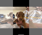 Puppy Red male Goldendoodle