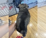 Small Photo #5 Schnauzer (Miniature) Puppy For Sale in COLUMBUS, IN, USA