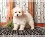 Small #3 Maltipoo (Miniature)
