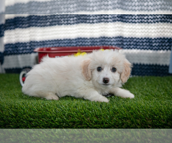 Medium Photo #3 Aussiedoodle Miniature  Puppy For Sale in CLARE, MI, USA