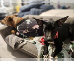 Small #3 French Bullhuahua