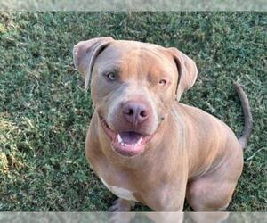 Mutt Dogs for adoption in Tulsa, OK, USA