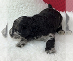 Small Photo #7 Poodle (Standard) Puppy For Sale in COMMERCE, GA, USA