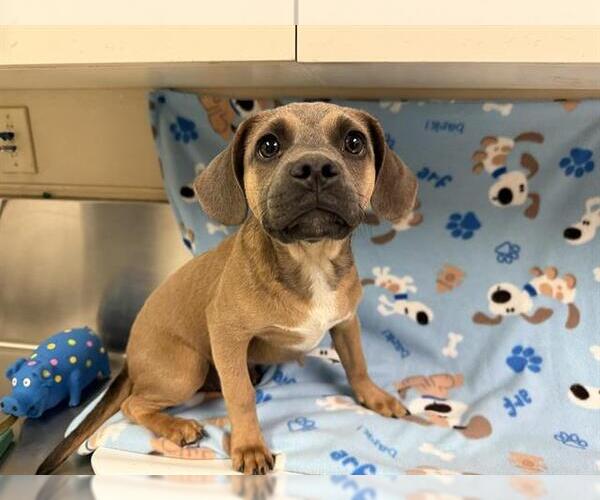 Medium Photo #1 Puggle Puppy For Sale in HESPERIA, CA, USA