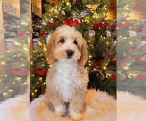 Bernedoodle Puppy for sale in MILLVILLE, MN, USA