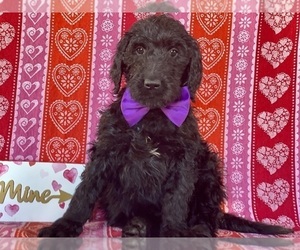Goldendoodle Puppy for sale in LANCASTER, PA, USA
