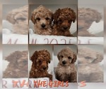 Small #2 Maltipoo (Miniature)