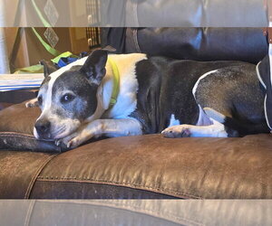 Yogurt - Female Mutt Dog for Adoption - Photo #2