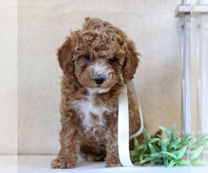 Cavapoo Puppy for sale in NEWMANSTOWN, PA, USA