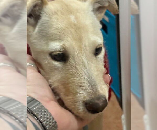 Medium Photo #5 Labrador Retriever-Unknown Mix Puppy For Sale in San Diego, CA, USA