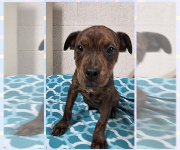 Medium Photo #4 American Staffordshire Terrier-Labrador Retriever Mix Puppy For Sale in Brewster, NY, USA