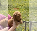 Small Photo #2 Goldendoodle Puppy For Sale in CROTON, MI, USA