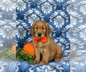 Golden Retriever Puppy for sale in QUARRYVILLE, PA, USA