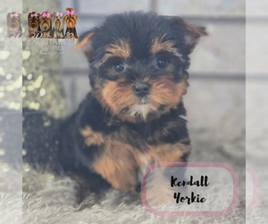 Yorkshire Terrier Puppy for Sale in ELMHURST, Illinois USA