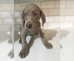 Medium Weimaraner