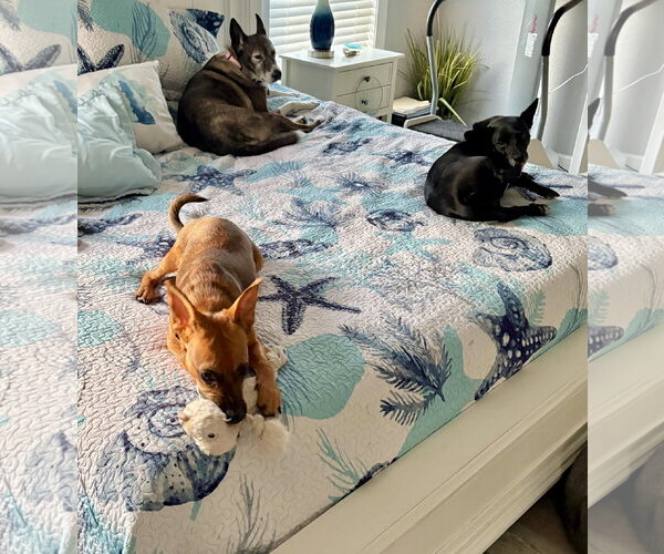 Medium Photo #4 Chihuahua-Unknown Mix Puppy For Sale in Virginia Beach, VA, USA