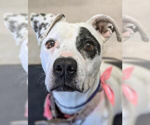 American Pit Bull Terrier Dogs for adoption in Bakersfield, CA, USA