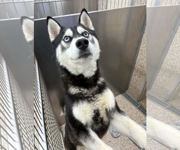 Medium Photo #1 Siberian Husky Puppy For Sale in Martinsburg, WV, USA