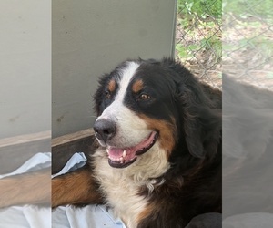 Mother of the Bernese Mountain Dog puppies born on 06/09/2025