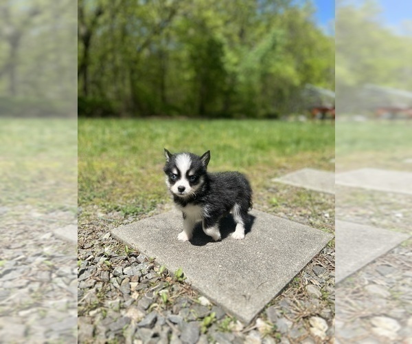 Medium Photo #26 Pomsky Puppy For Sale in DRACUT, MA, USA
