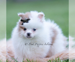 Small Photo #68 Pomeranian Puppy For Sale in WARSAW, IN, USA