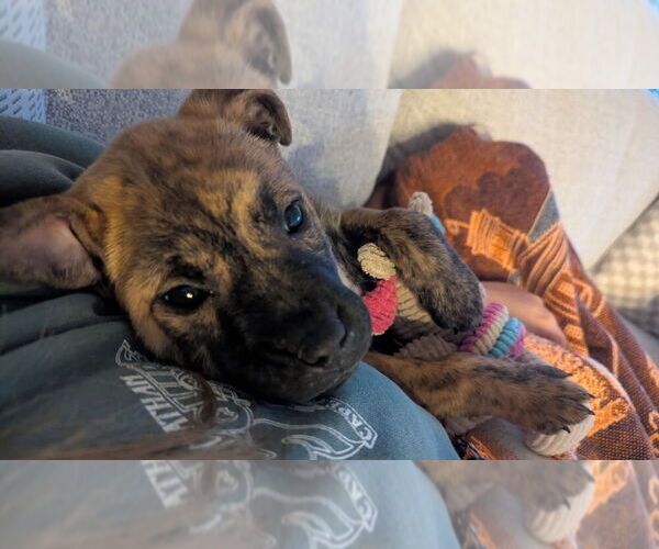 Medium Photo #7 American Staffordshire Terrier-Staffordshire Bull Terrier Mix Puppy For Sale in Brewster, NY, USA