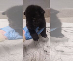 Labrador Retriever-Unknown Mix Dogs for adoption in Las Vegas, NV, USA