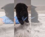 Small Labrador Retriever Mix