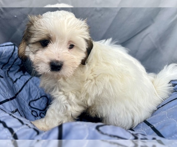 Medium Photo #2 Zuchon Puppy For Sale in RENO, NV, USA