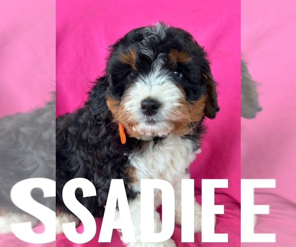 Medium Photo #4 Bernedoodle (Miniature) Puppy For Sale in BOWLING GREEN, KY, USA