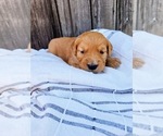 Small Photo #2 Golden Retriever Puppy For Sale in GRIDLEY, KS, USA